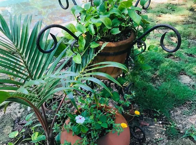 Verdeamar Eco Jungle Retreat Couette-café